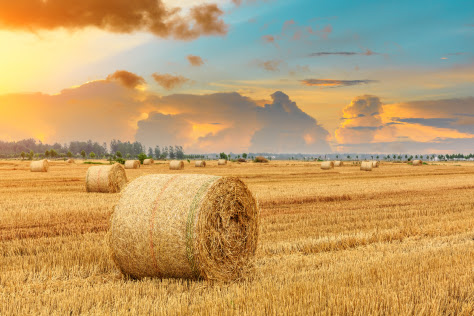 The difference between hay and straw