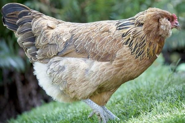 Ameraucana chickens