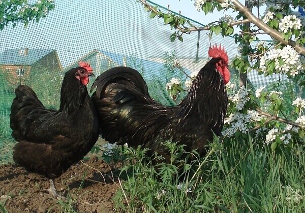 Australorp chicken breed – description