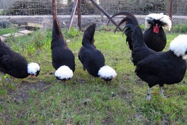 Polish chickens