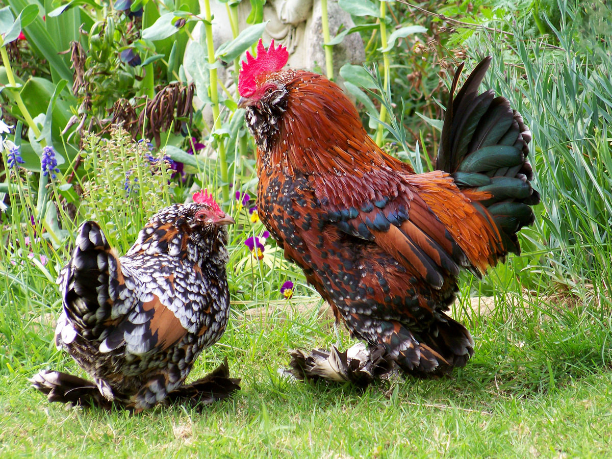 Bantams – features of breeds and keeping in a household