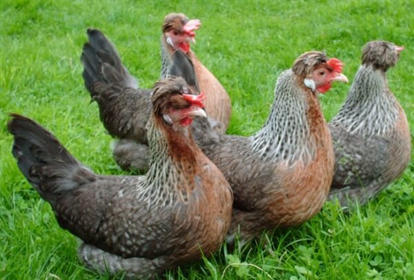 Legbar Chickens: Everything You Need to Know About the Breed